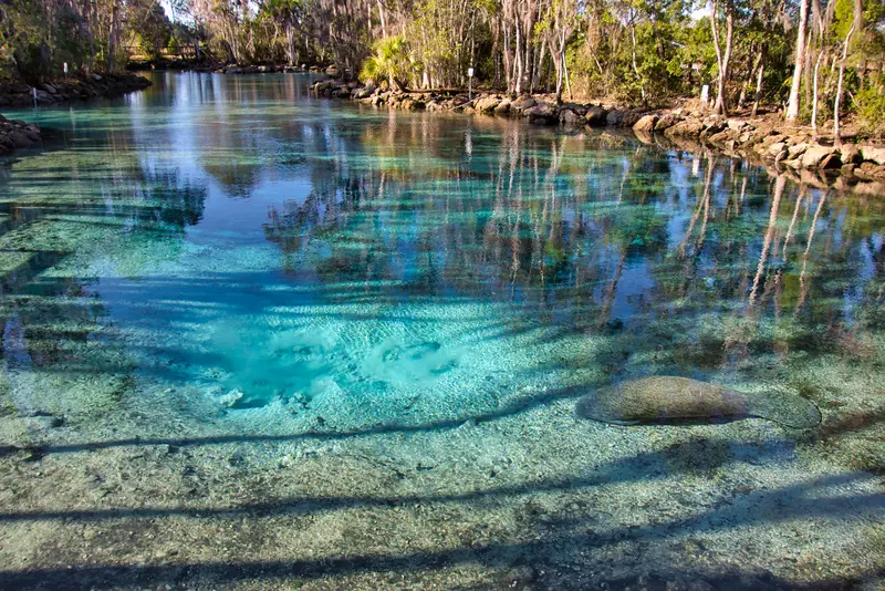 Crystal River Snorkeling