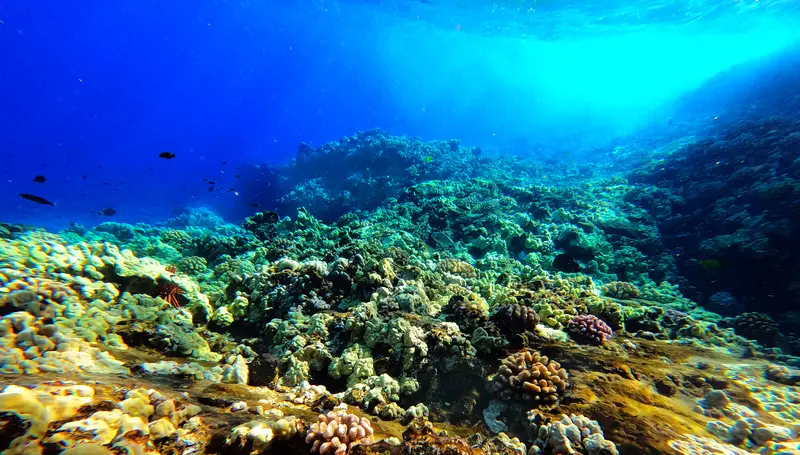 Molokini reef and fish