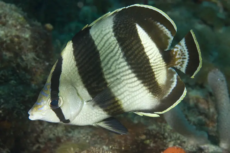 Banded Butterflyfish Florida