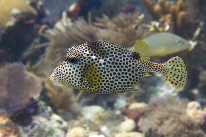 Spotted Trunkfish Florida