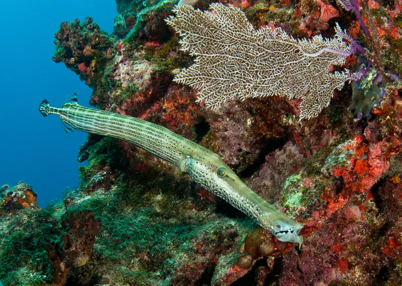 Trumpetfish Florida